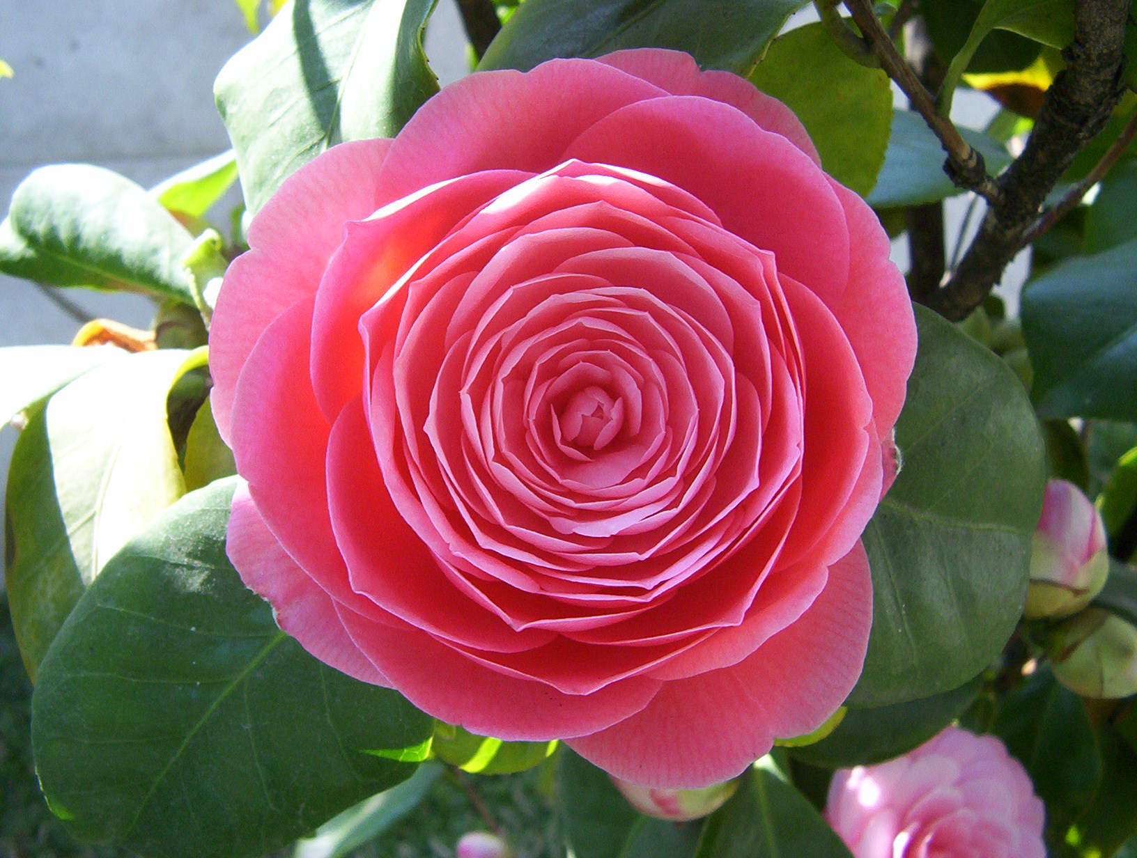 CAMELLIAOLJE